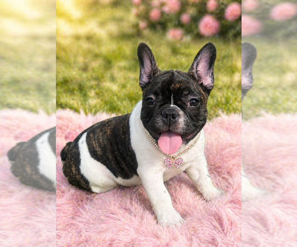 TOP QUALITY FRENCHIES VET CHECKED FAMILY RAISED image 5