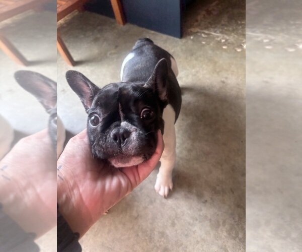 TOP QUALITY FRENCHIES VET CHECKED FAMILY RAISED image 3