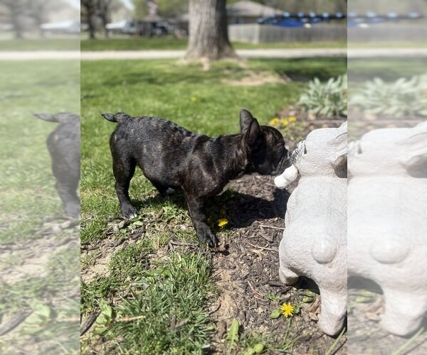 TOP QUALITY FRENCHIES VET CHECKED FAMILY RAISED image 6