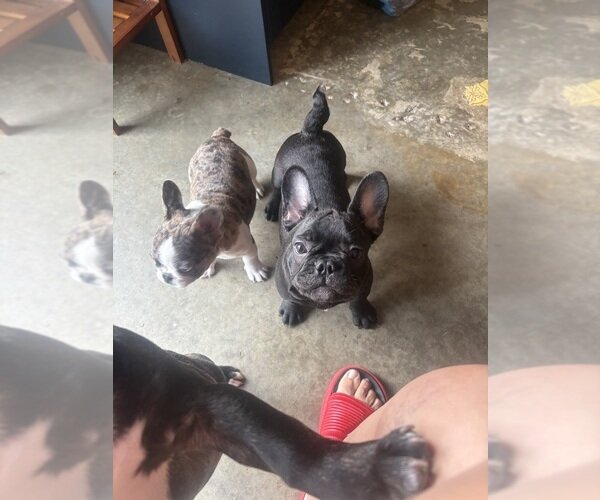 TOP QUALITY FRENCHIES VET CHECKED FAMILY RAISED image 1