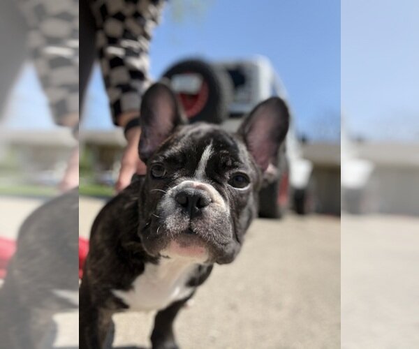TOP QUALITY FRENCHIES VET CHECKED FAMILY RAISED image 7