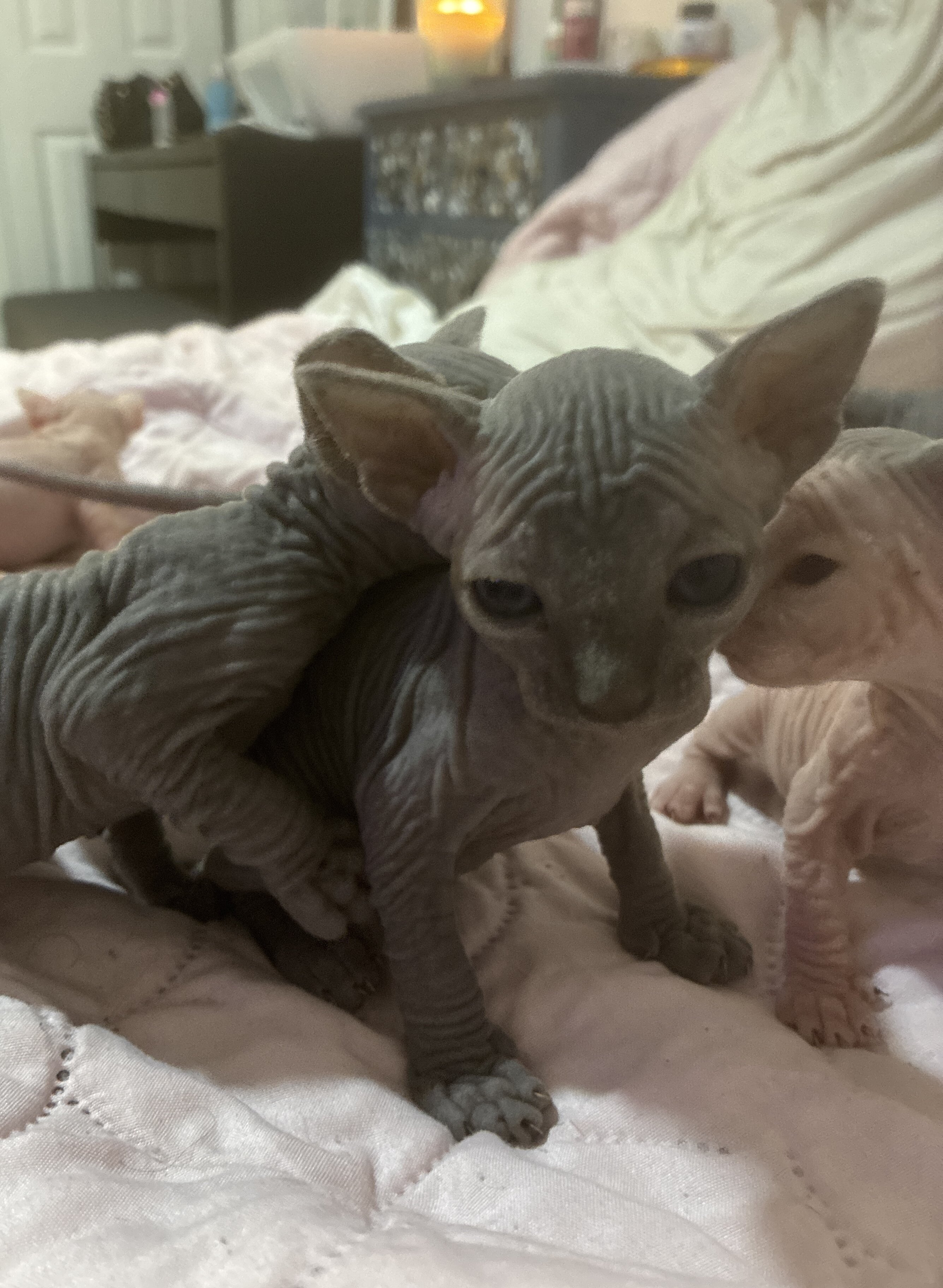 Male Sphynx kittens image 1
