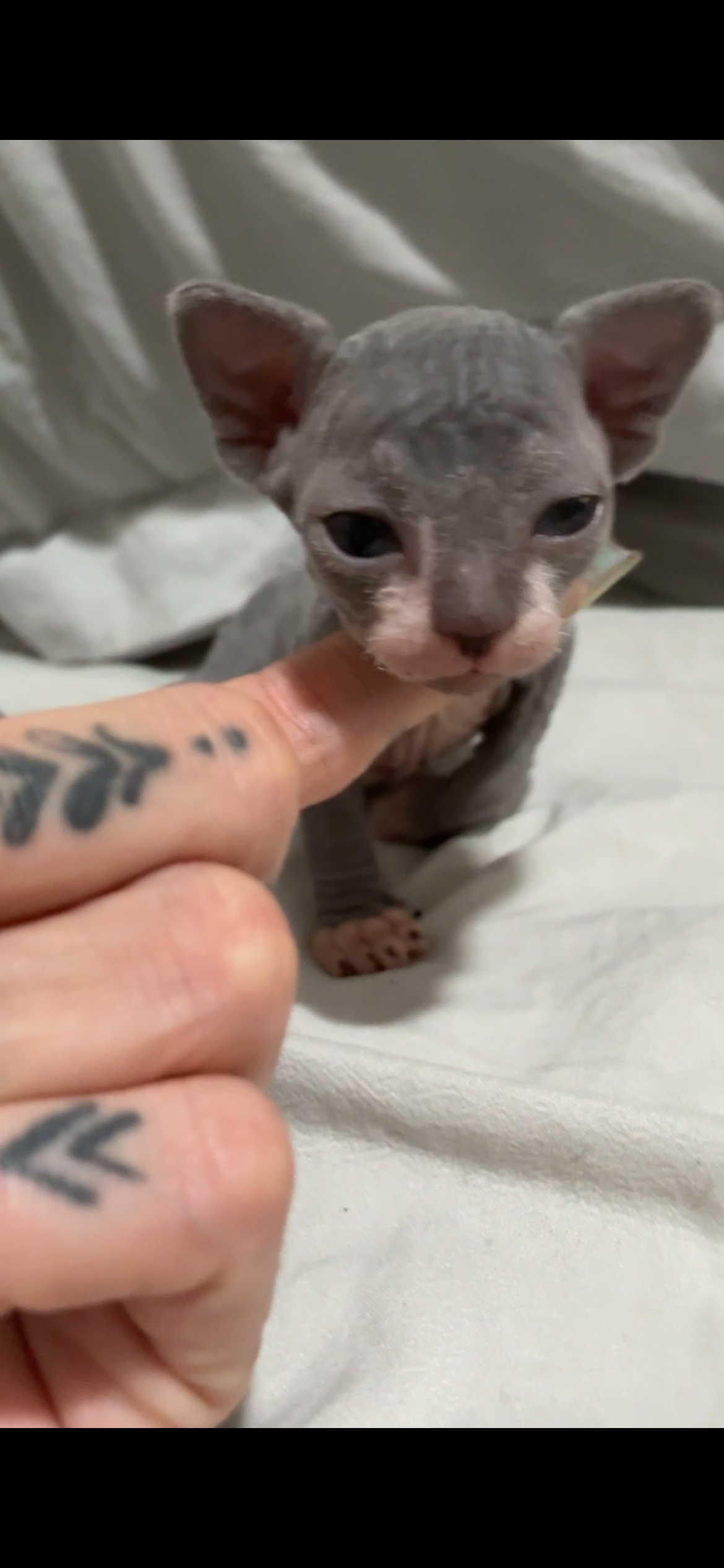 Male Sphynx kittens image 2