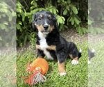 BELLA Bernedoodle Puppy For Sale image 2