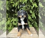 BELLA Bernedoodle Puppy For Sale image 1