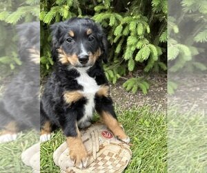 BELLA Bernedoodle Puppy For Sale image 3
