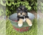 BOAZ Bernedoodle Puppy For Sale image 1