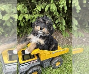 BOAZ Bernedoodle Puppy For Sale image 2