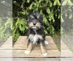 BOAZ Bernedoodle Puppy For Sale image 3