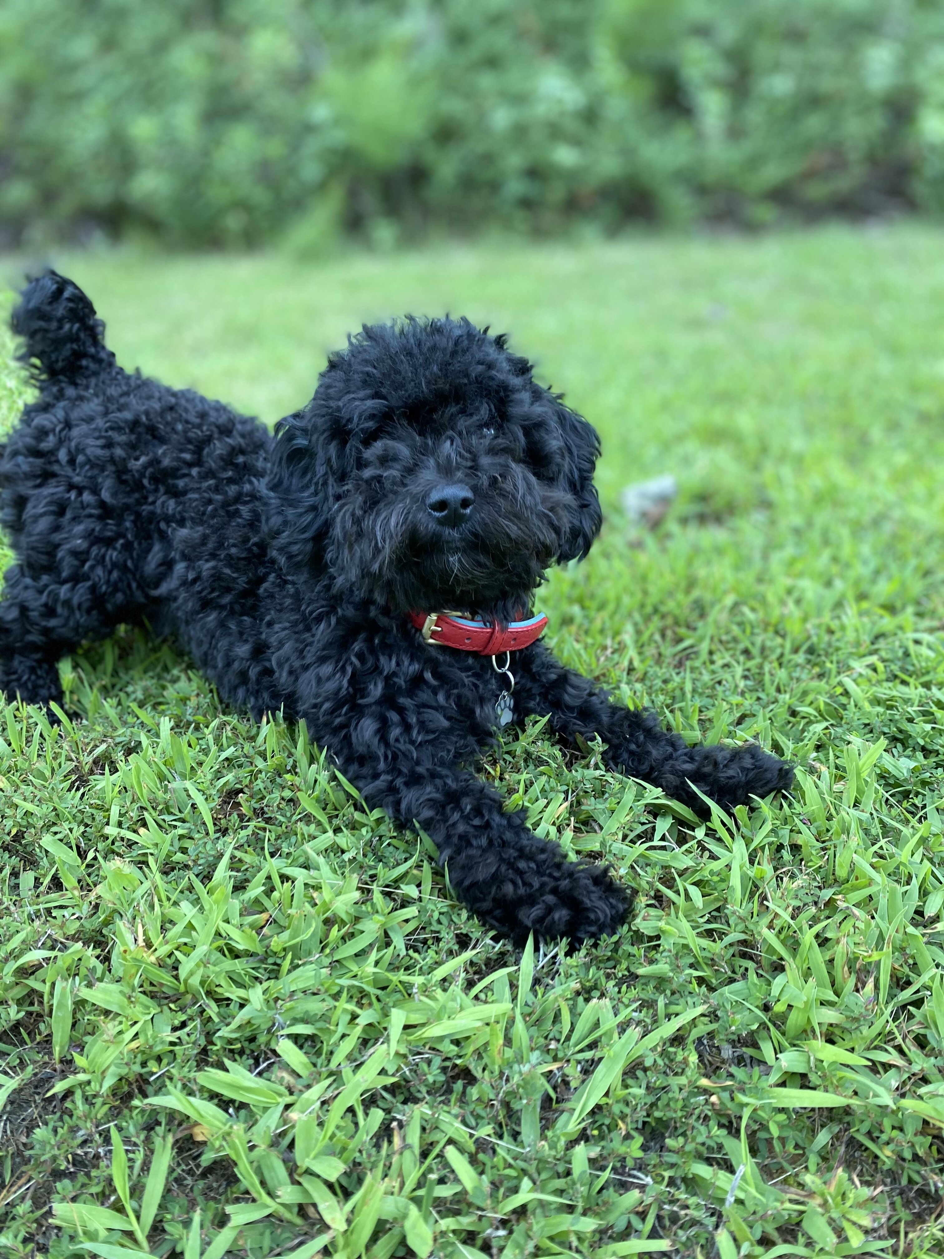 Five year-old toy poodle for sale image 1