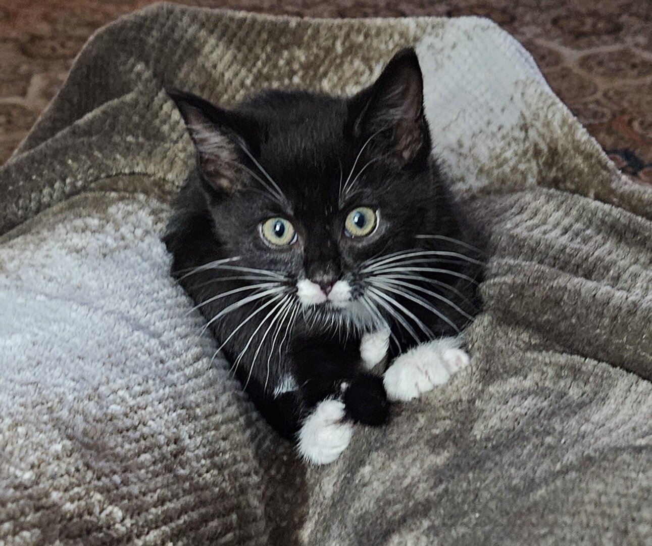 1 Yr old kitten/cat image 1