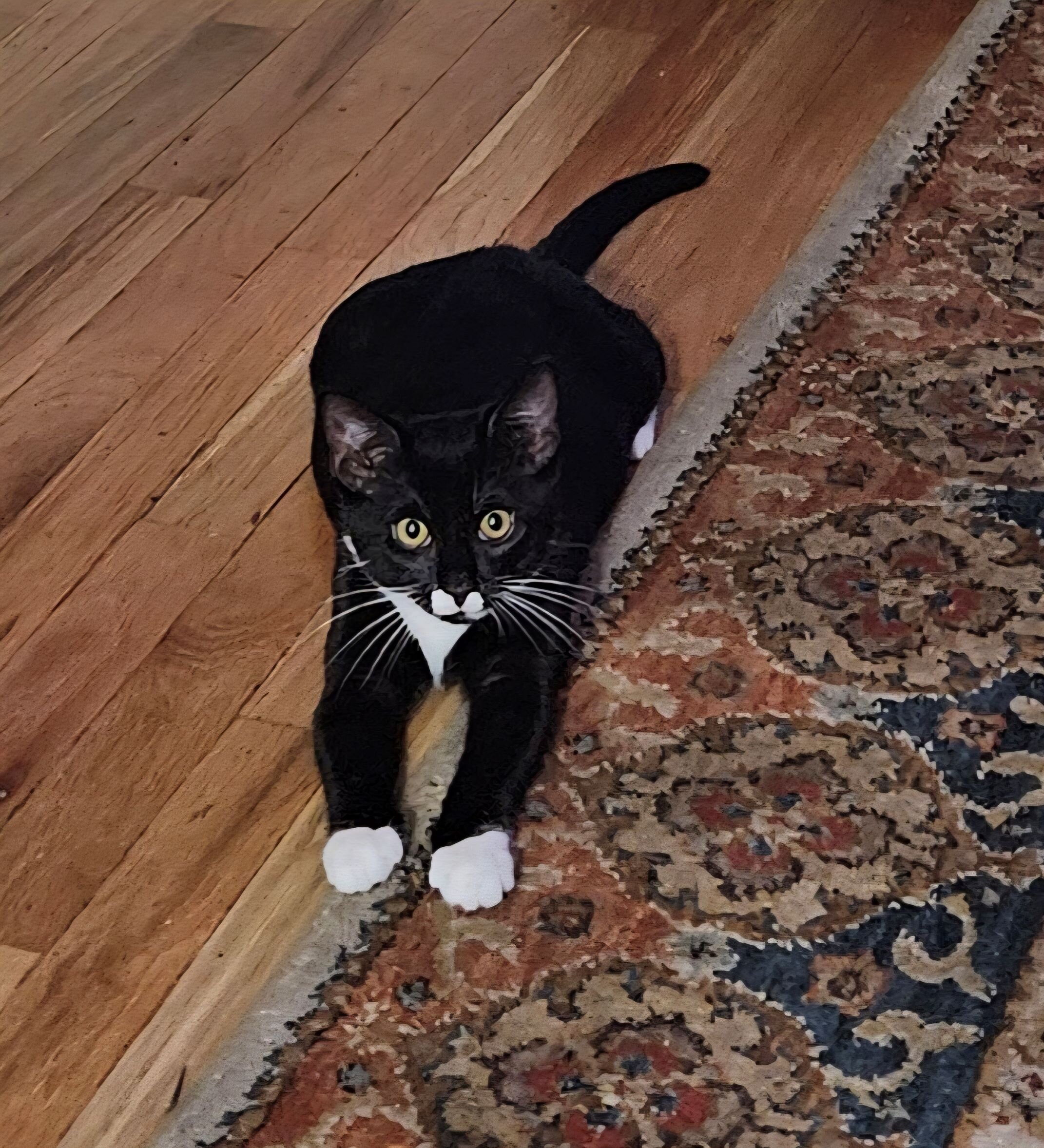 1 Yr old kitten/cat image 3