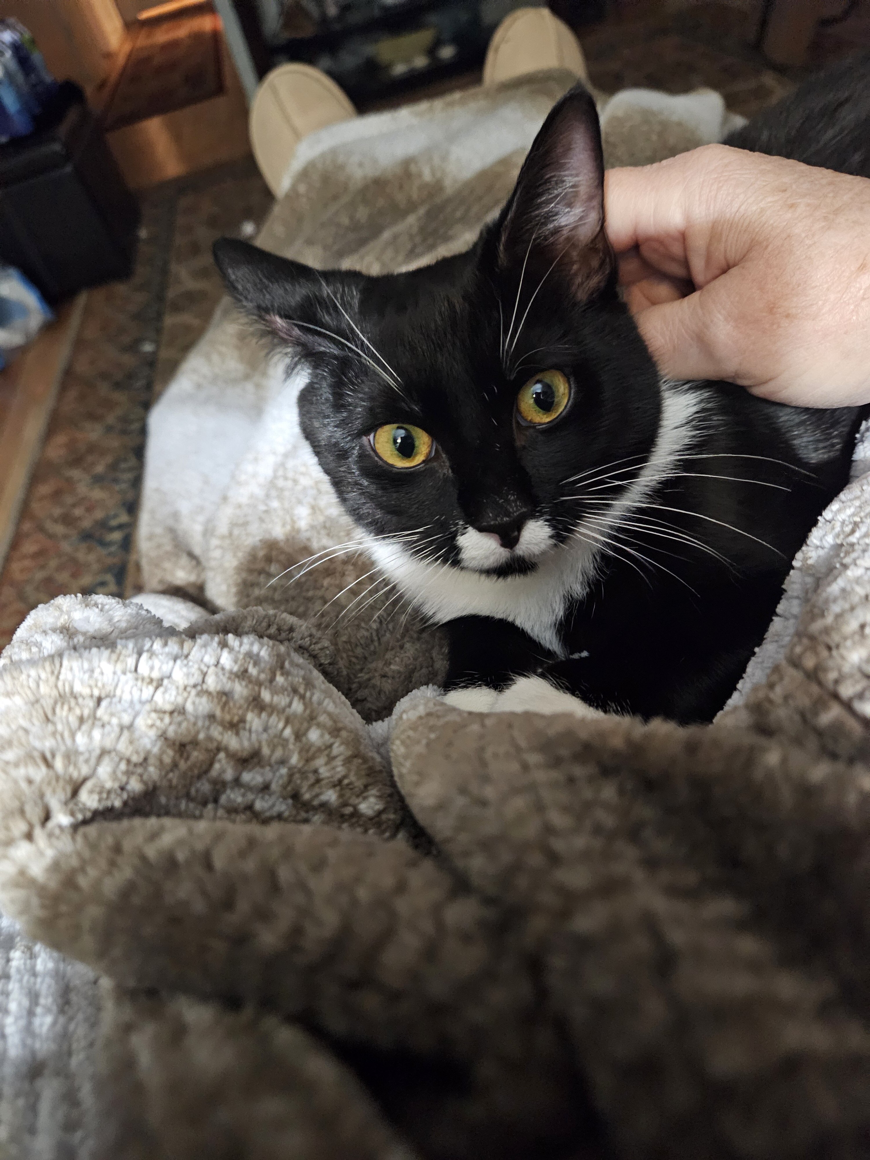 1 Yr old kitten/cat image 2
