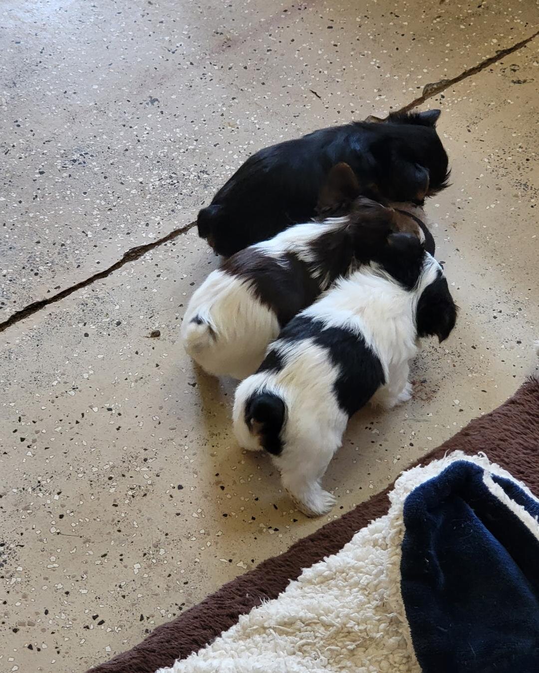 yorkshire terrier puppies image 3