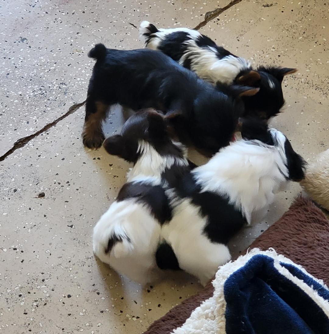 yorkshire terrier puppies image 2