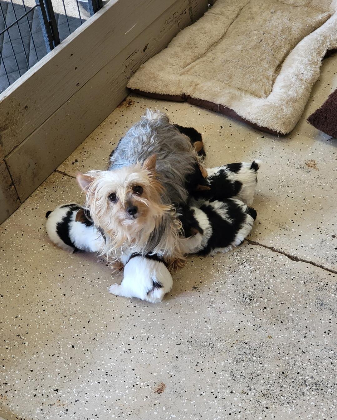 yorkshire terrier puppies image 1