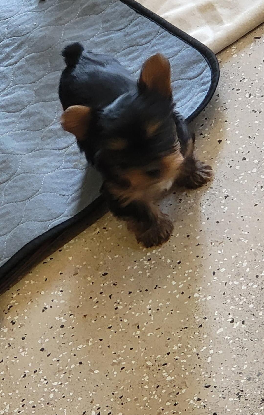 yorkshire terrier puppies image 4