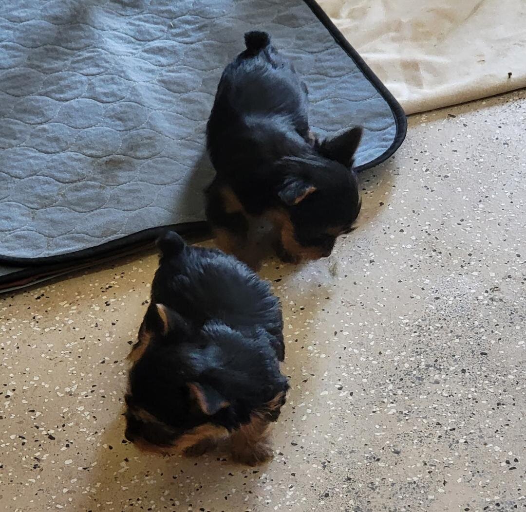 yorkshire terrier puppies image 5