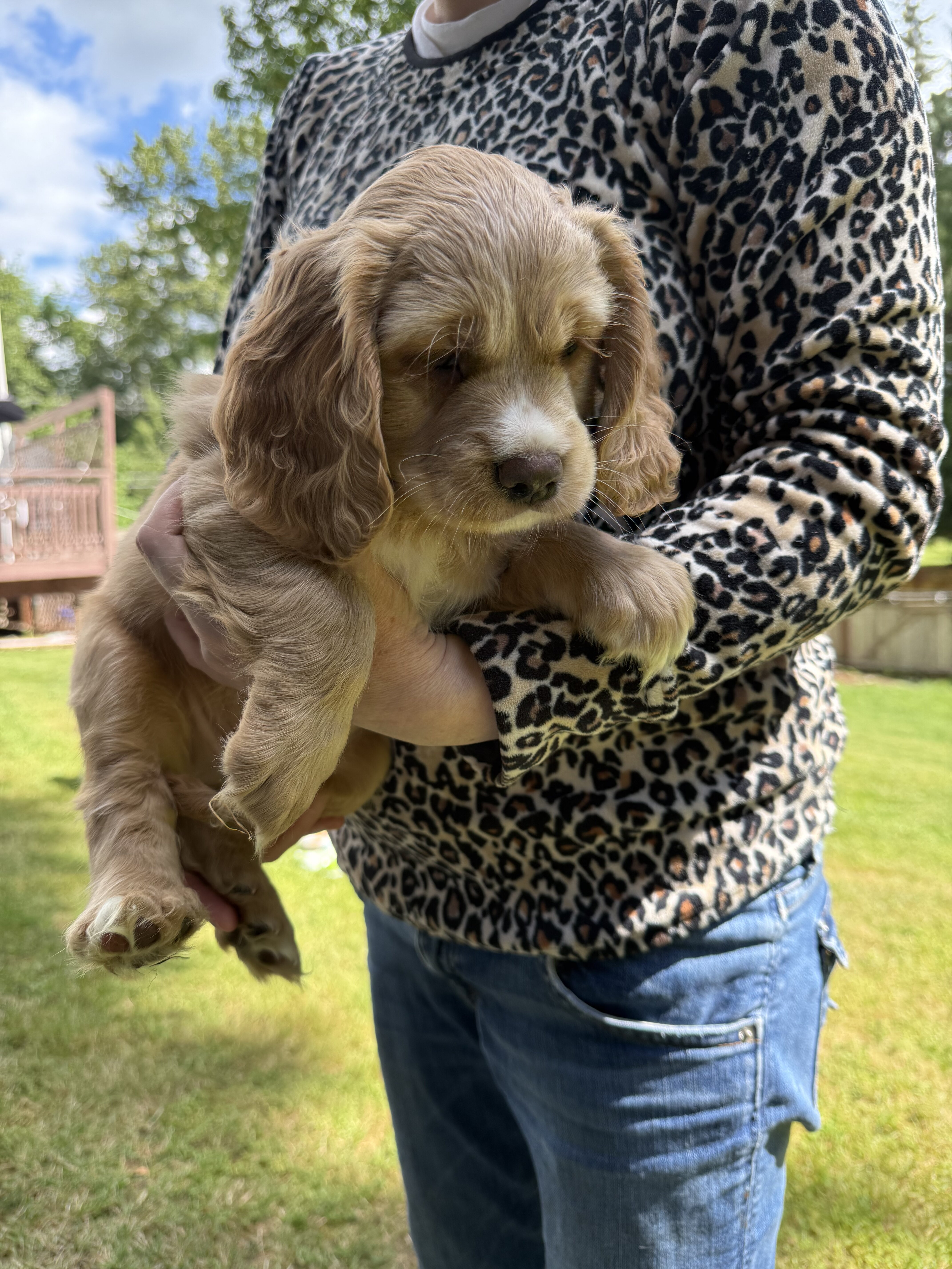 American Cocker Spaniel/Sheepadoodle Mix image 10