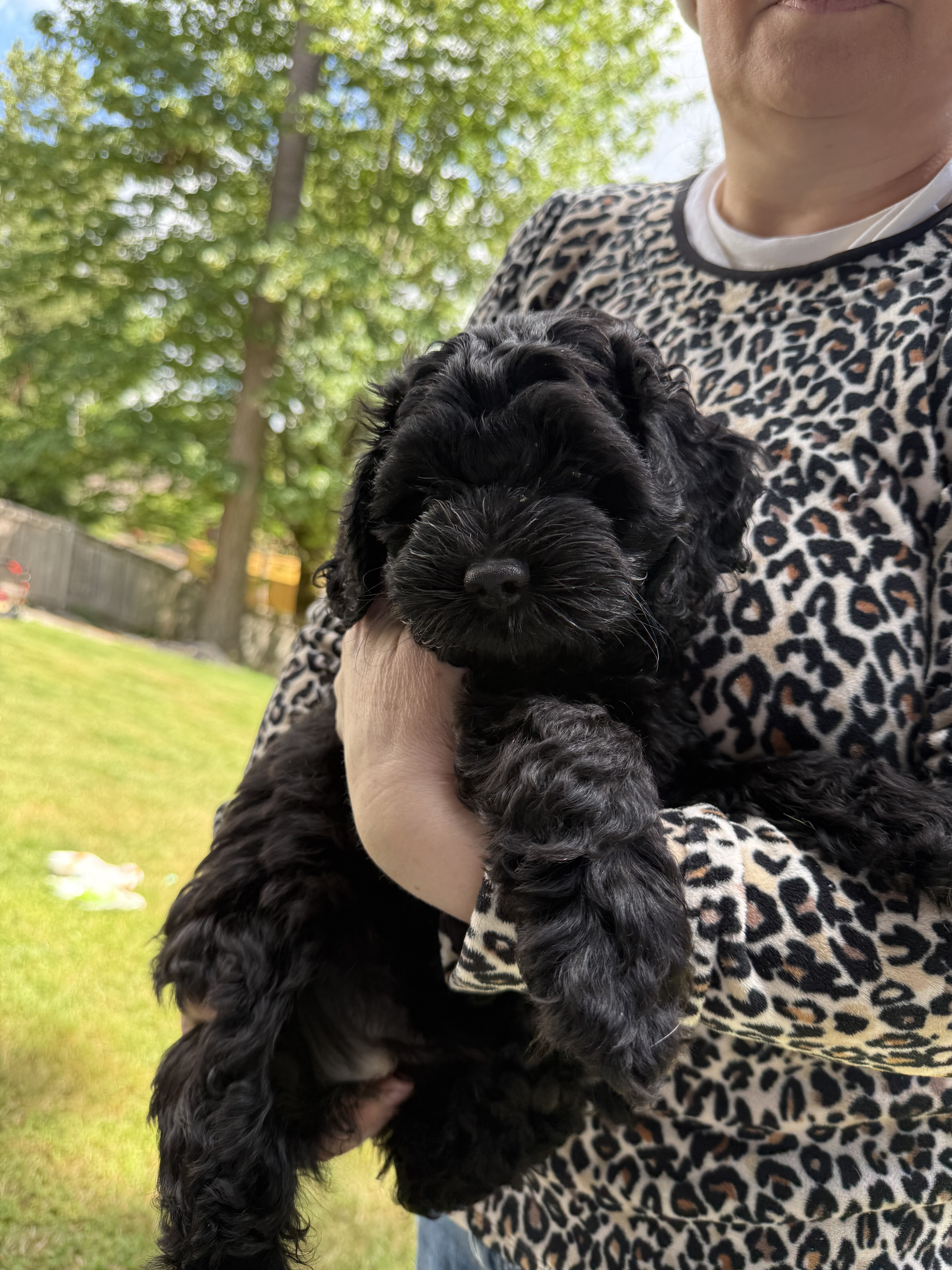 American Cocker Spaniel/Sheepadoodle Mix image 9