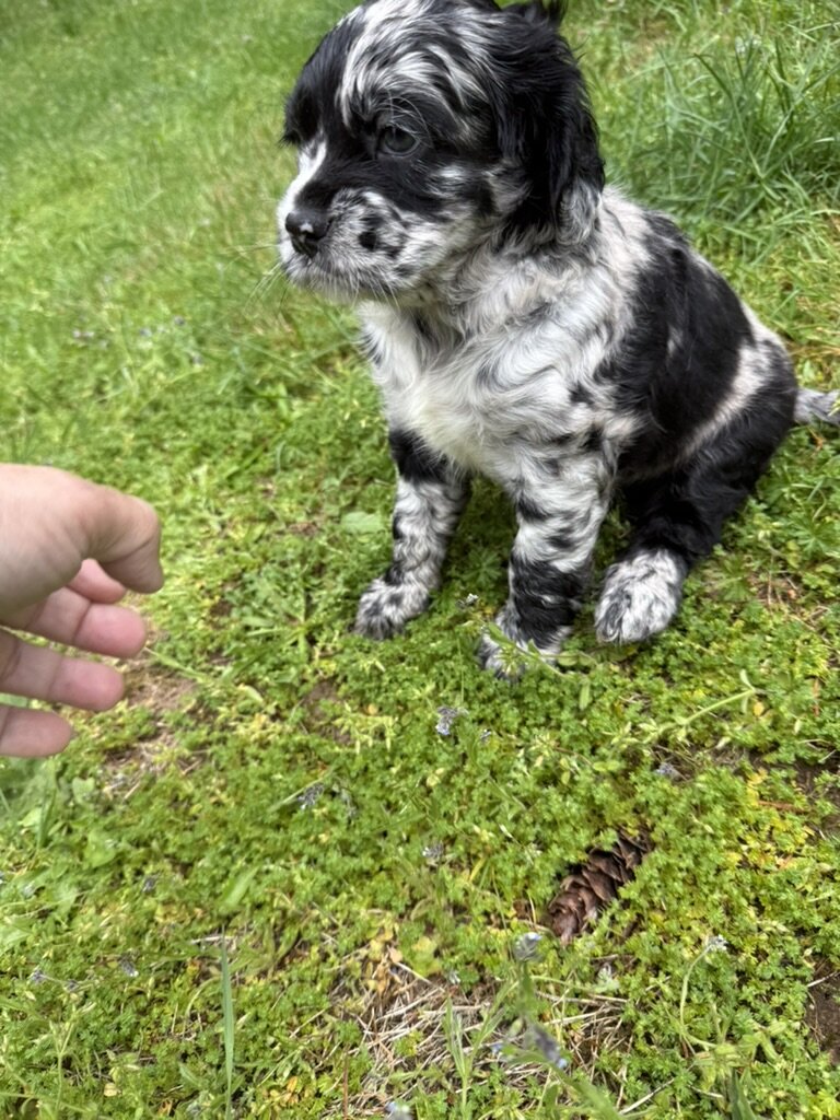 American Cocker Spaniel/Sheepadoodle Mix image 7