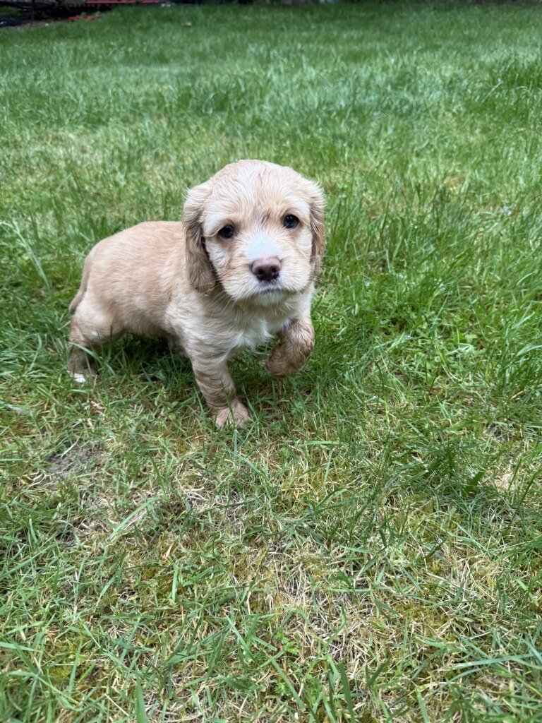 American Cocker Spaniel/Sheepadoodle Mix image 8