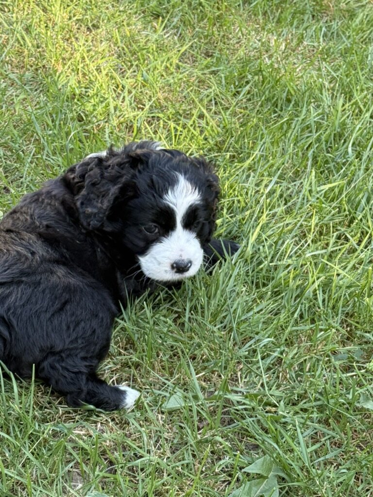 American Cocker Spaniel/Sheepadoodle Mix image 6