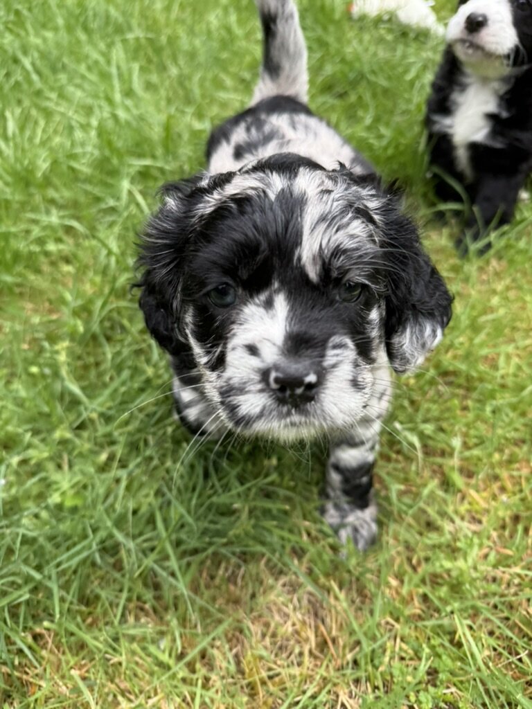 American Cocker Spaniel/Sheepadoodle Mix image 1
