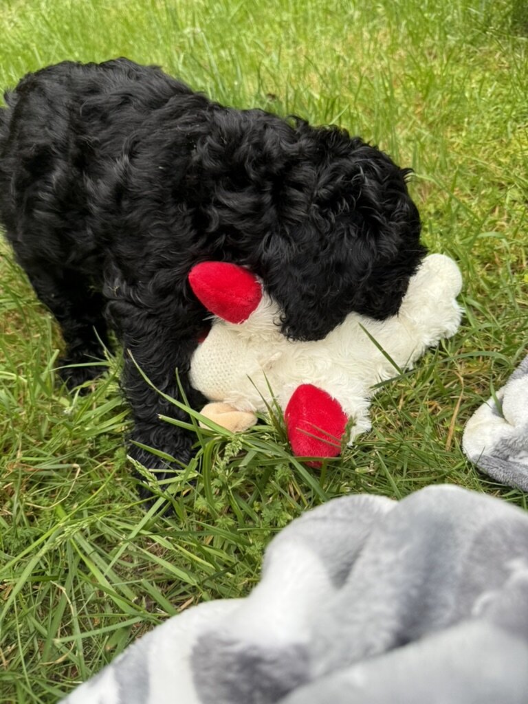 American Cocker Spaniel/Sheepadoodle Mix image 5