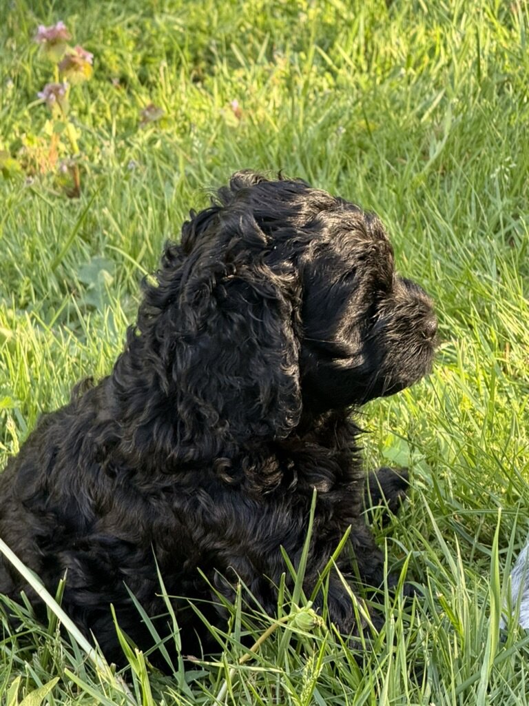 American Cocker Spaniel/Sheepadoodle Mix image 4