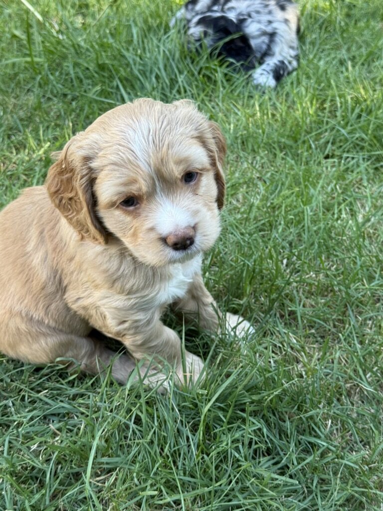 American Cocker Spaniel/Sheepadoodle Mix image 3