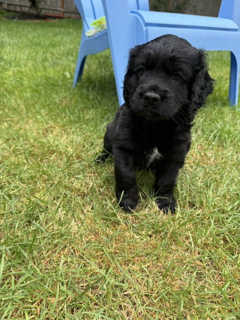 American Cocker Spaniel/Sheepadoodle Mix image 2