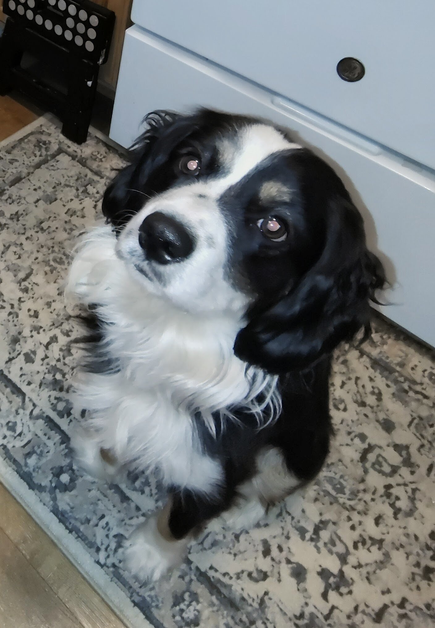 Dog image 1