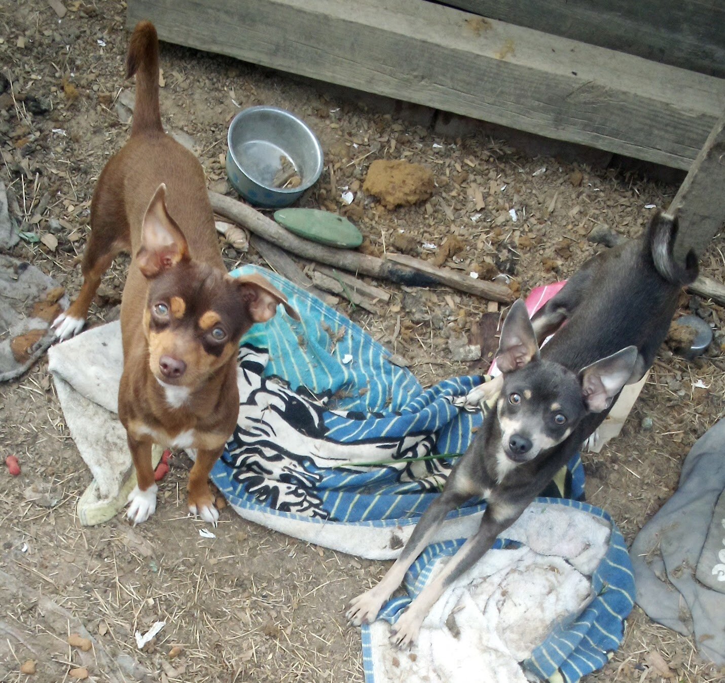 Ugly Chihuahuas image 3