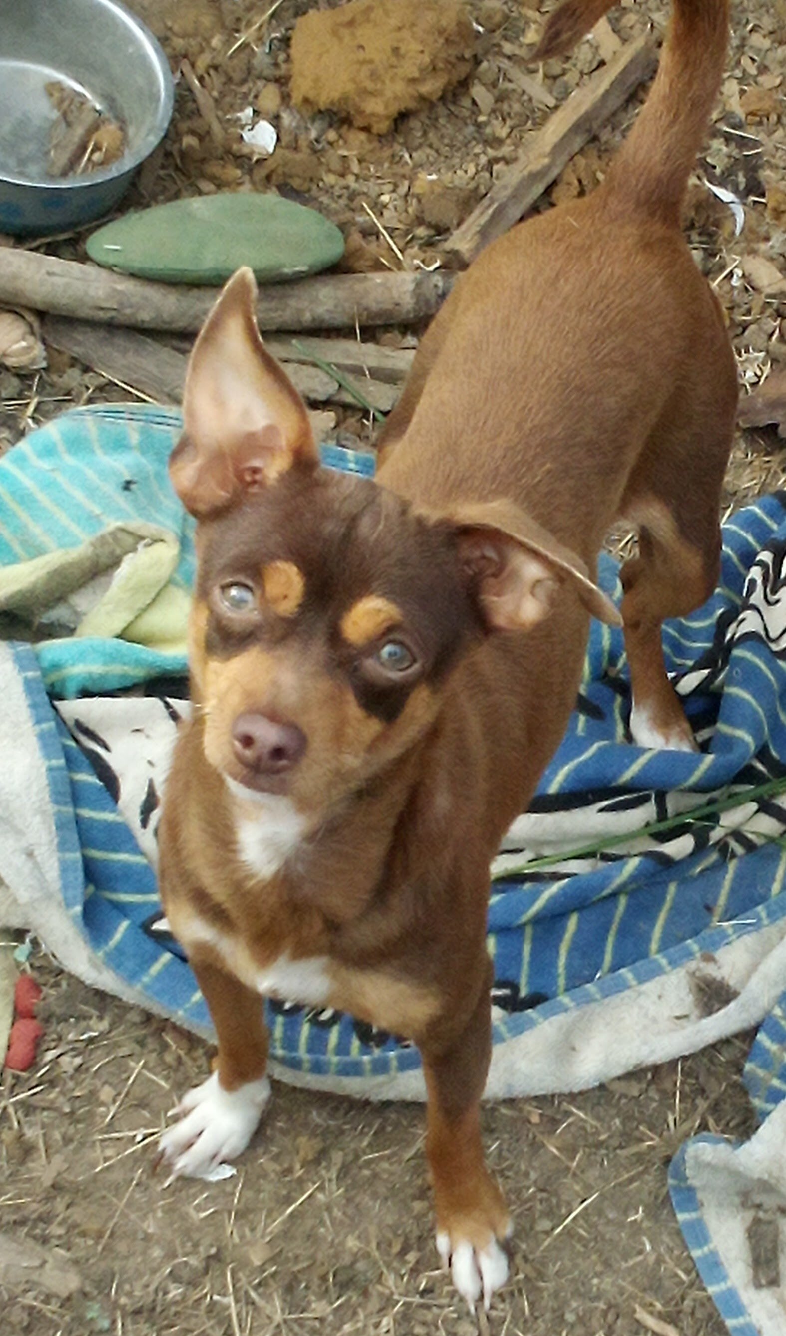 Ugly Chihuahuas image 2