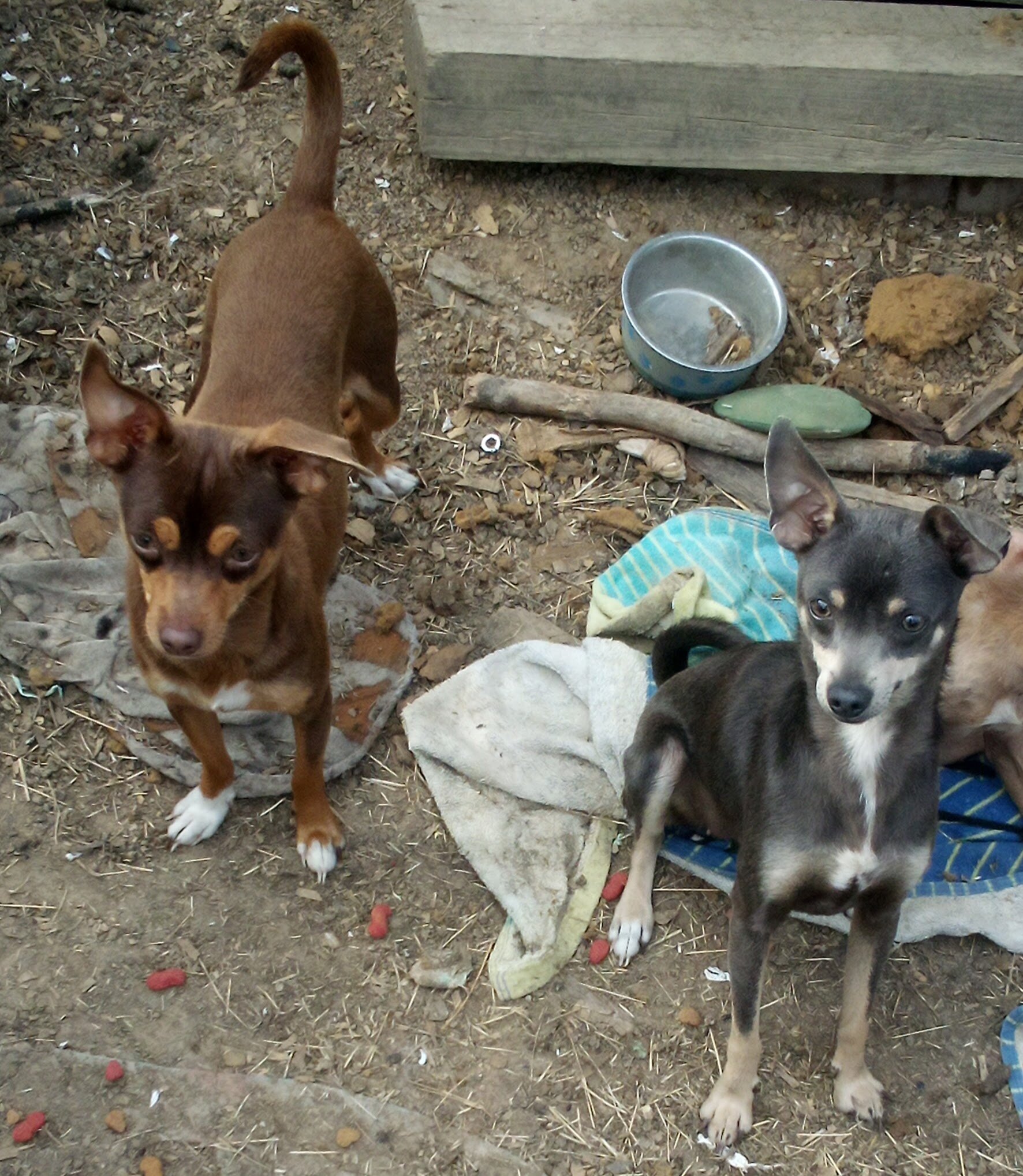 Ugly Chihuahuas image 1