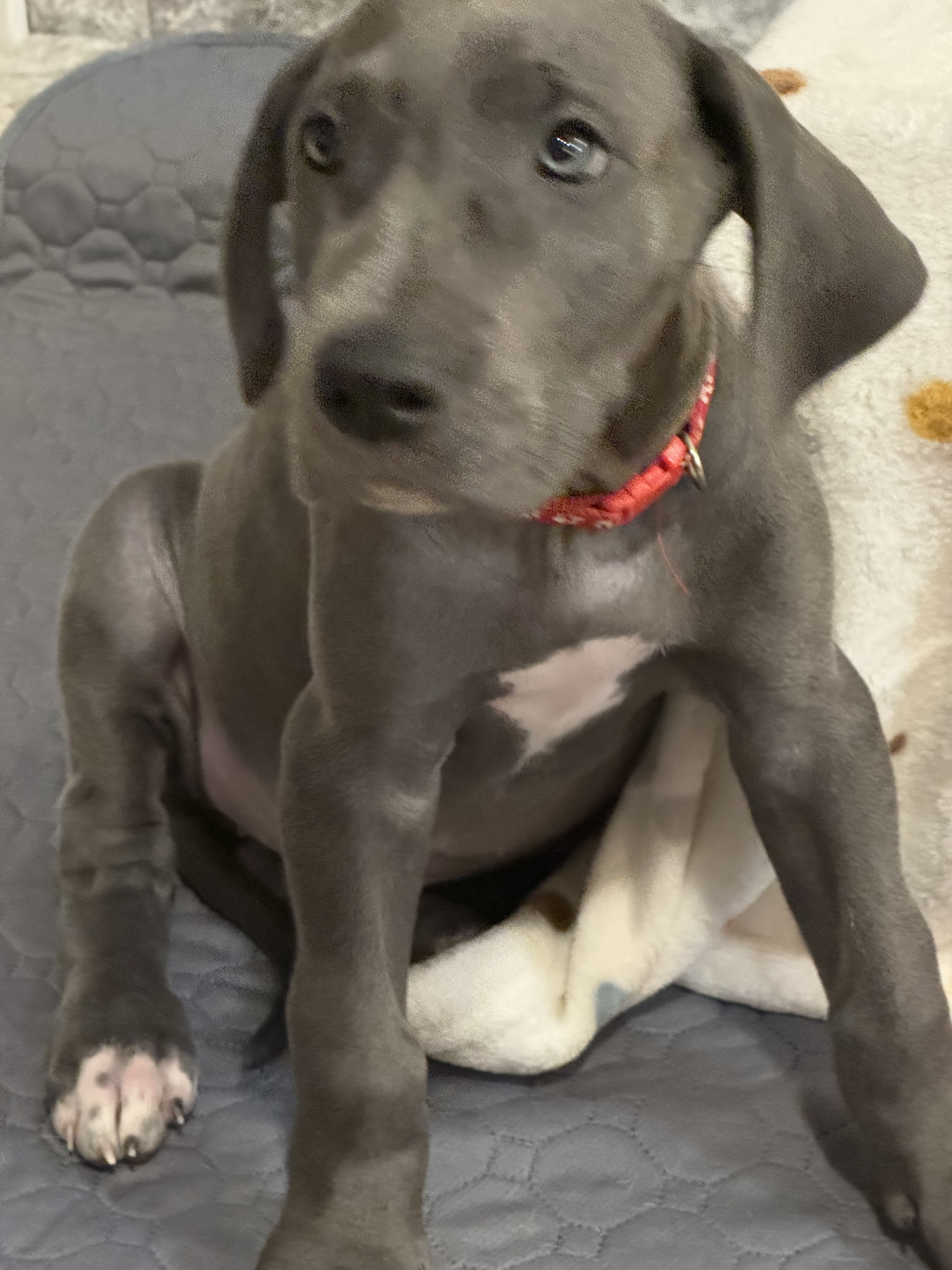 Great Dane Puppies image 3