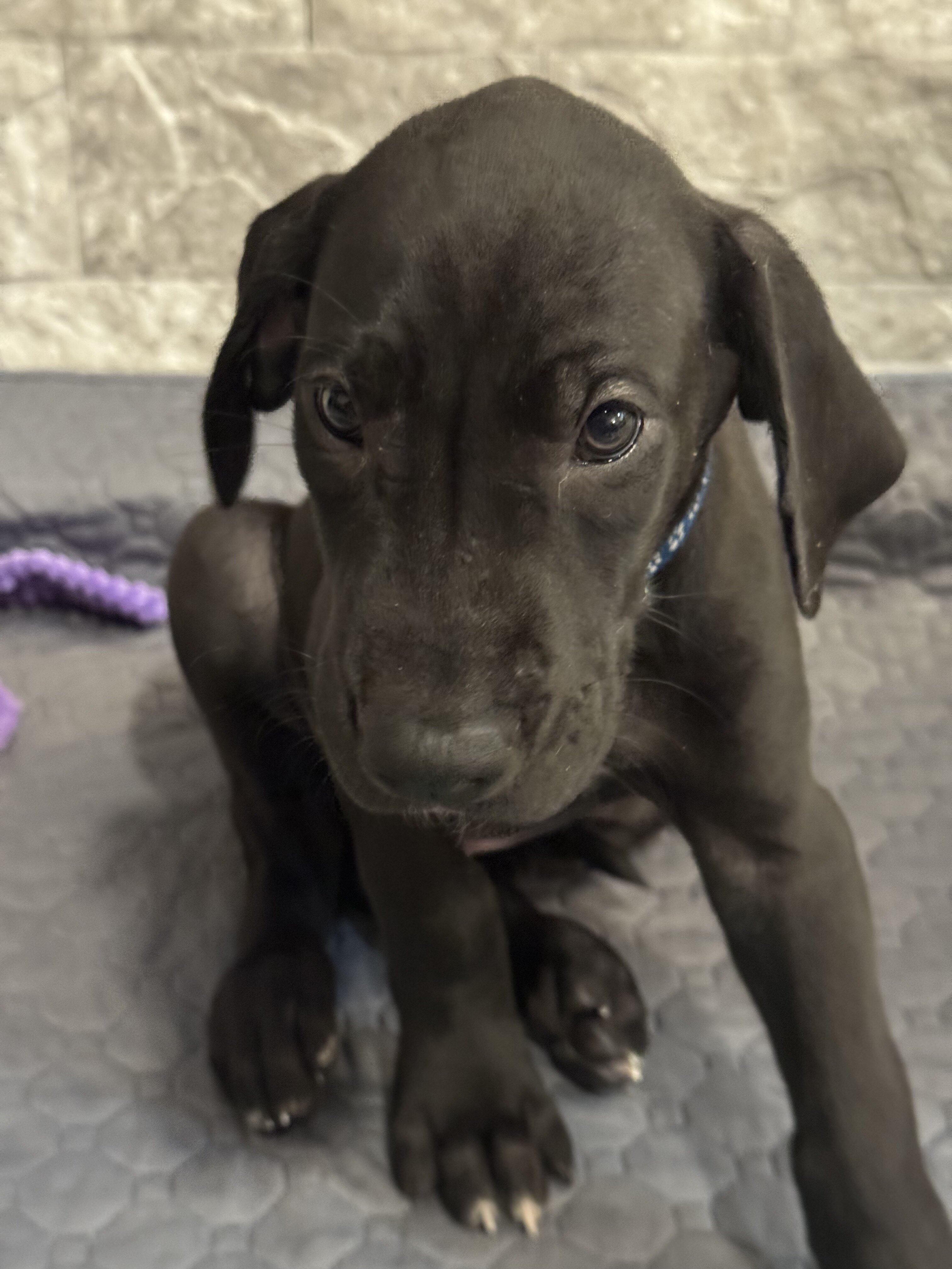 Great Dane Puppies image 1