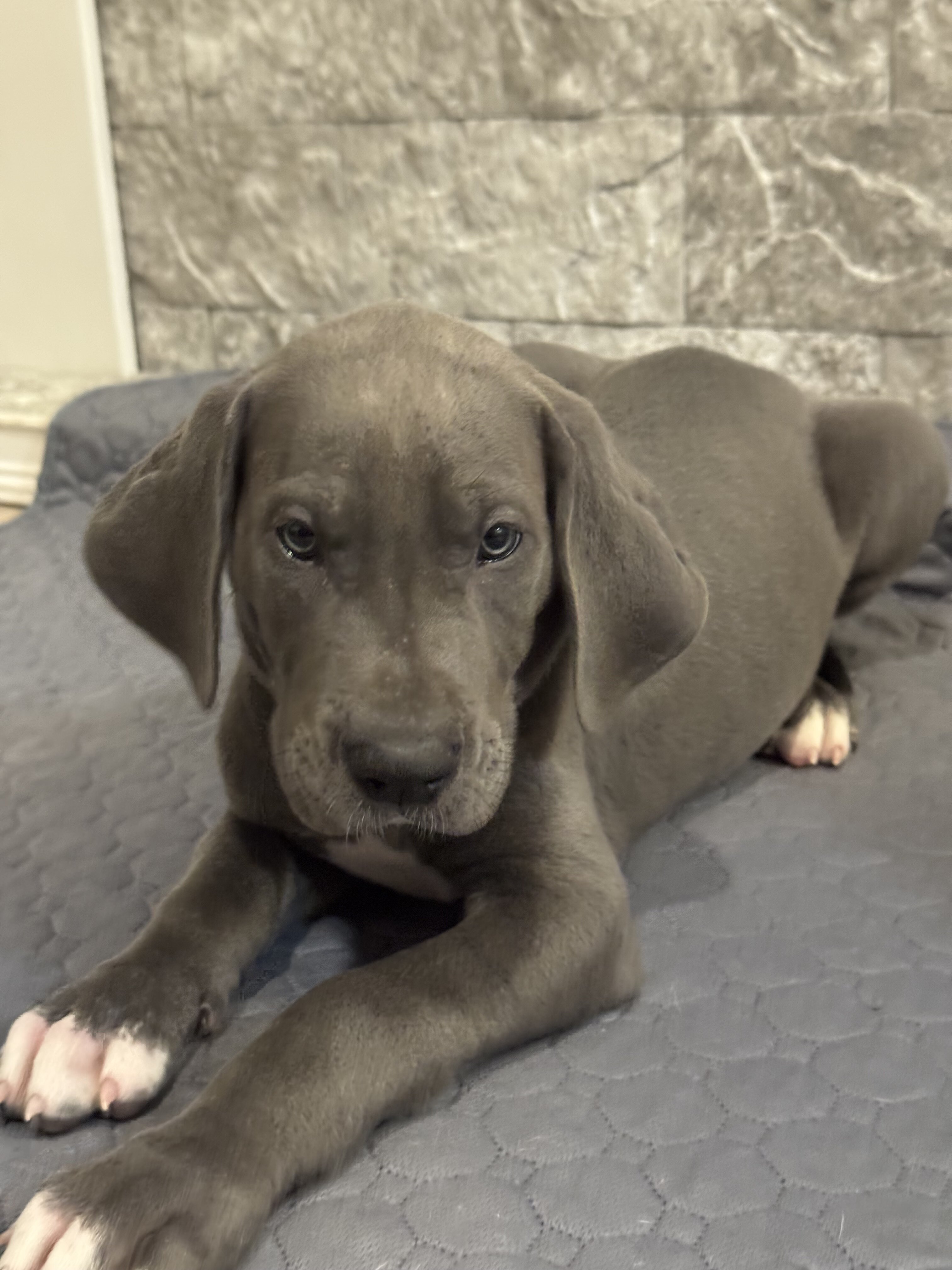 Great Dane Puppies image 4