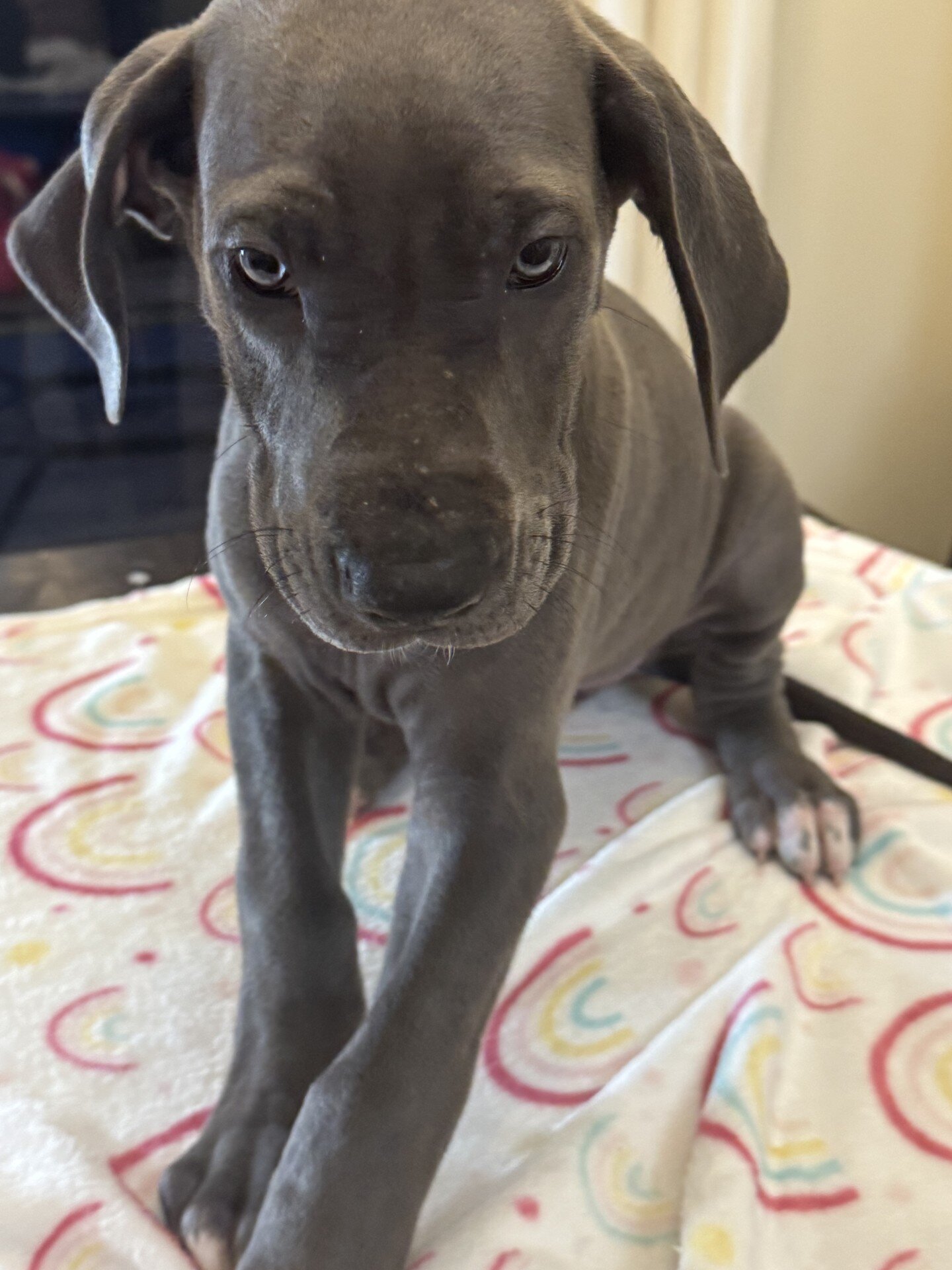 Great Dane Puppies image 2