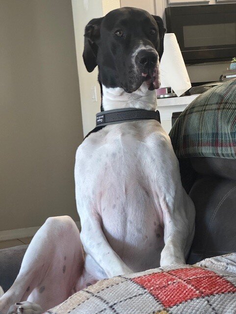 Great Dane Puppies image 7