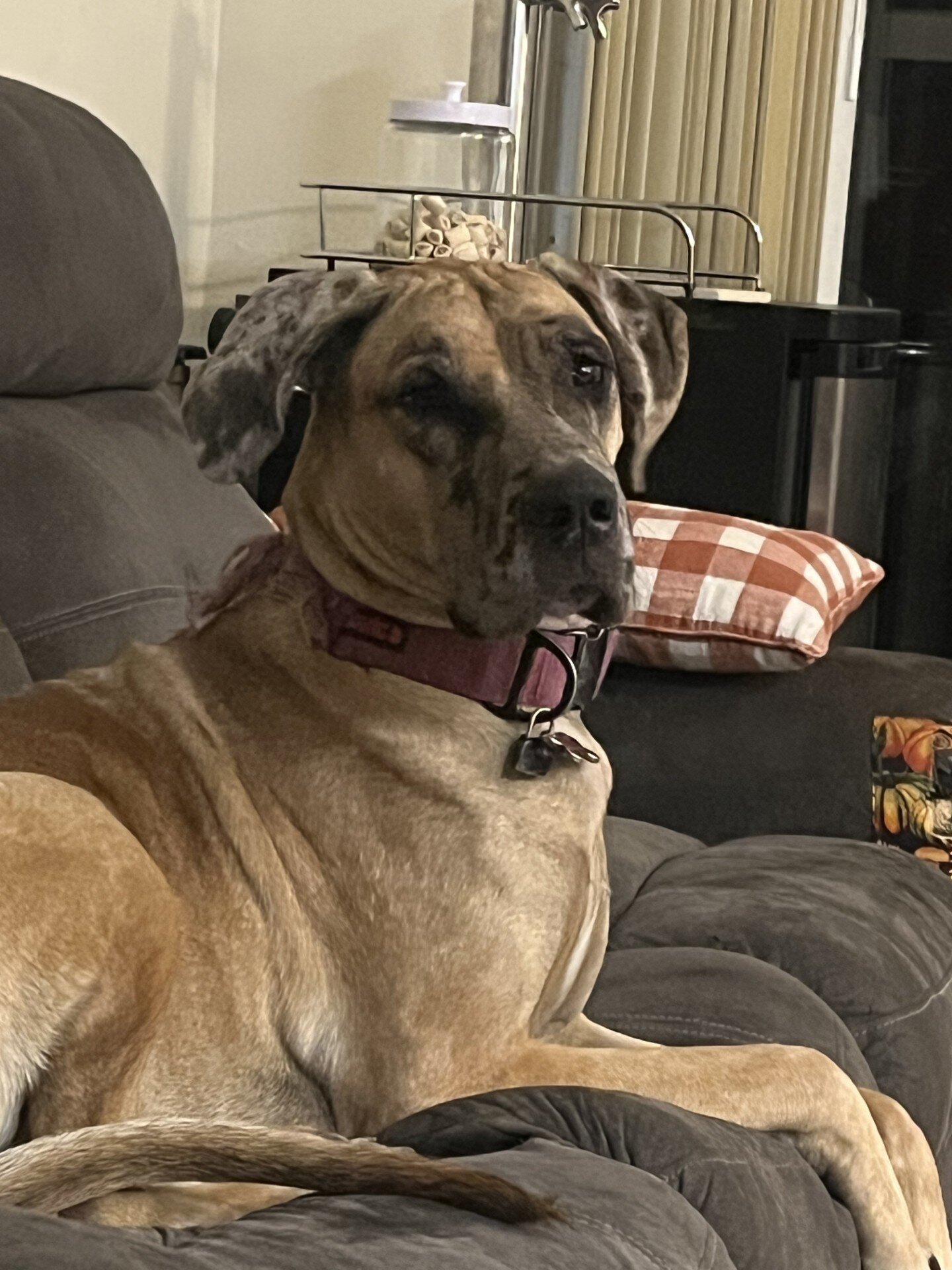 Great Dane Puppies image 6