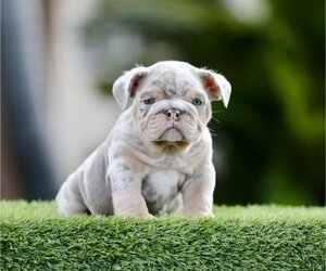 GUCCI LILAC TRI MERLE image 1