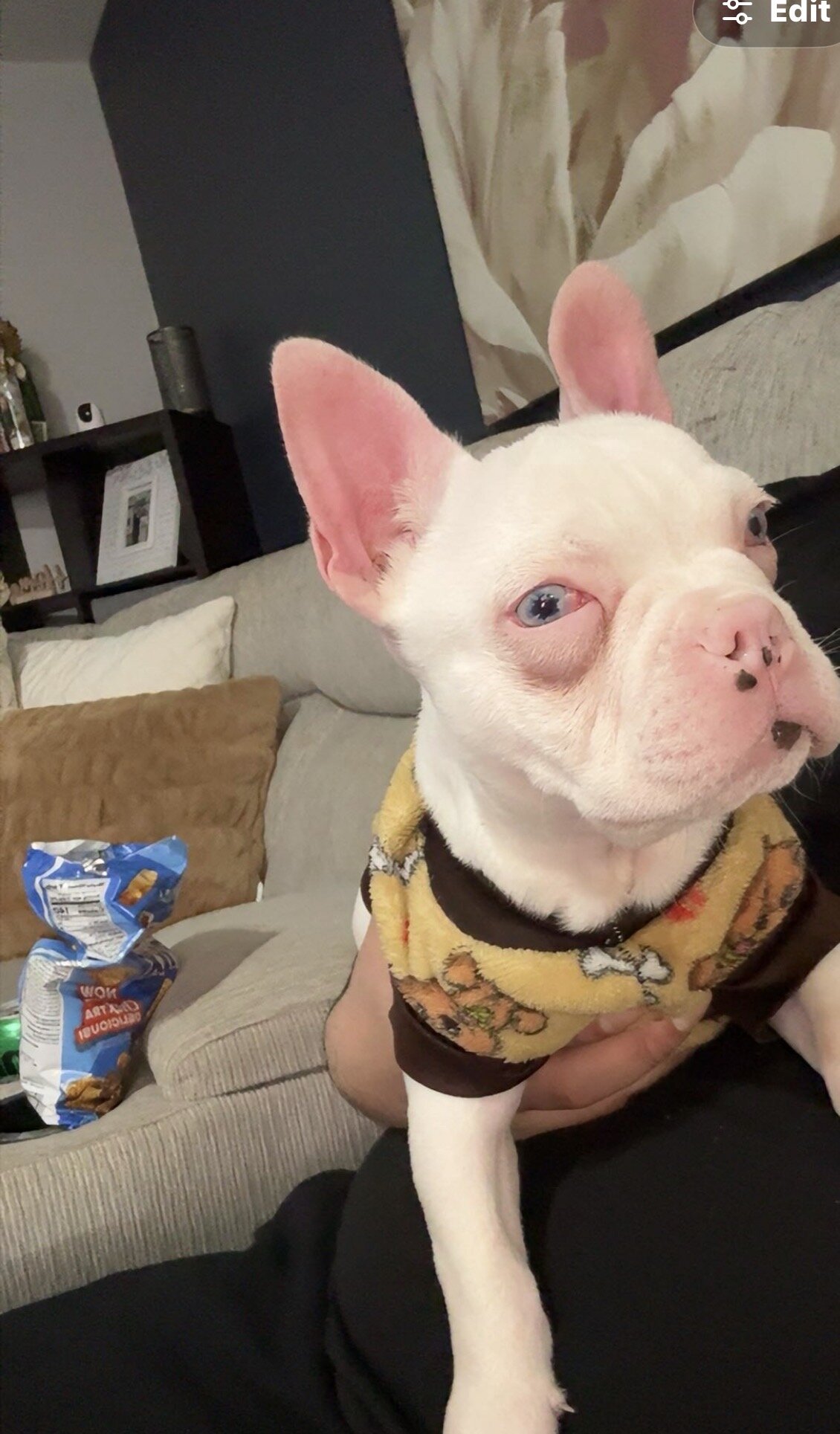 French Bulldog “Pink” image 1