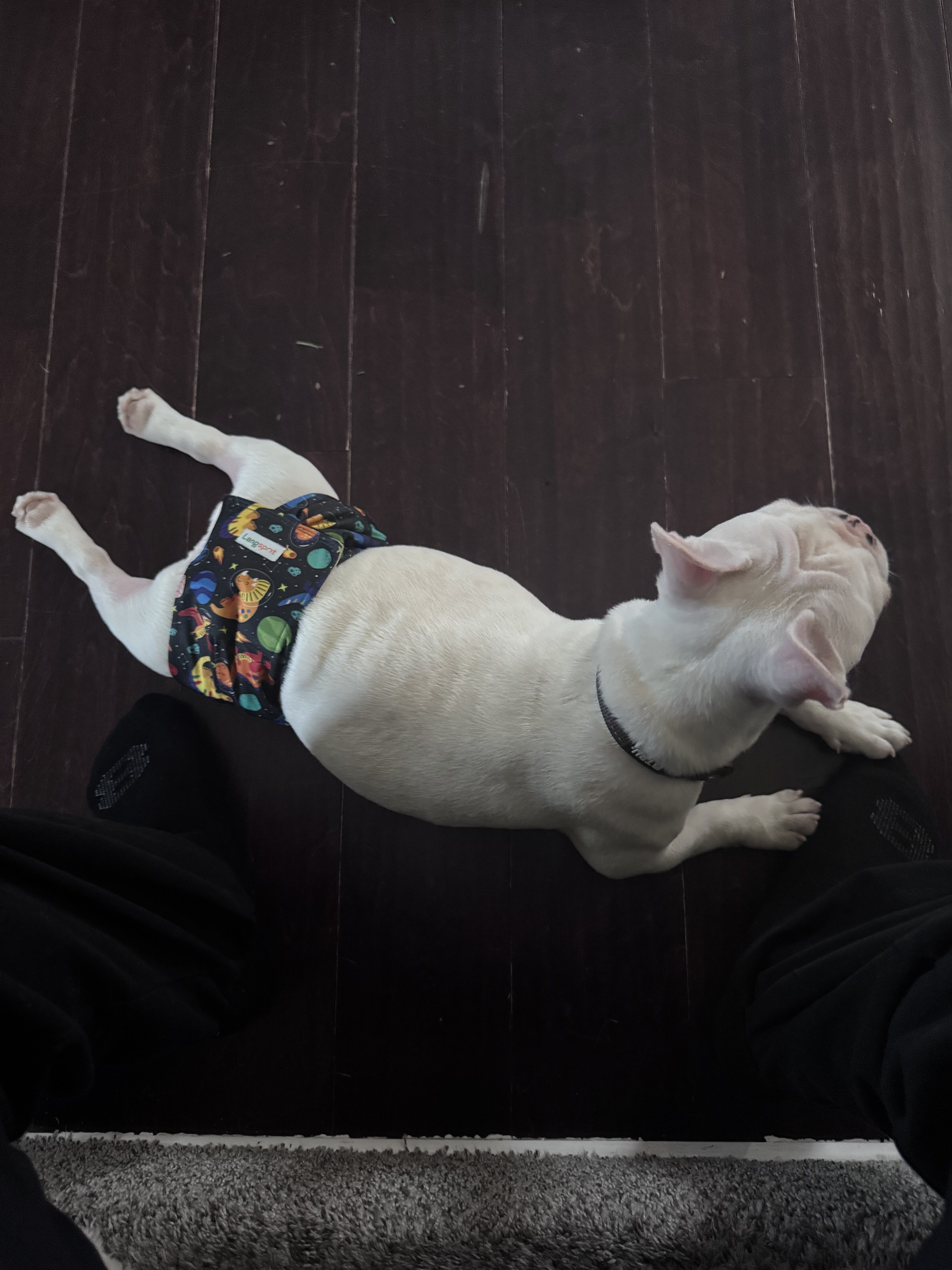 French Bulldog “Pink” image 2