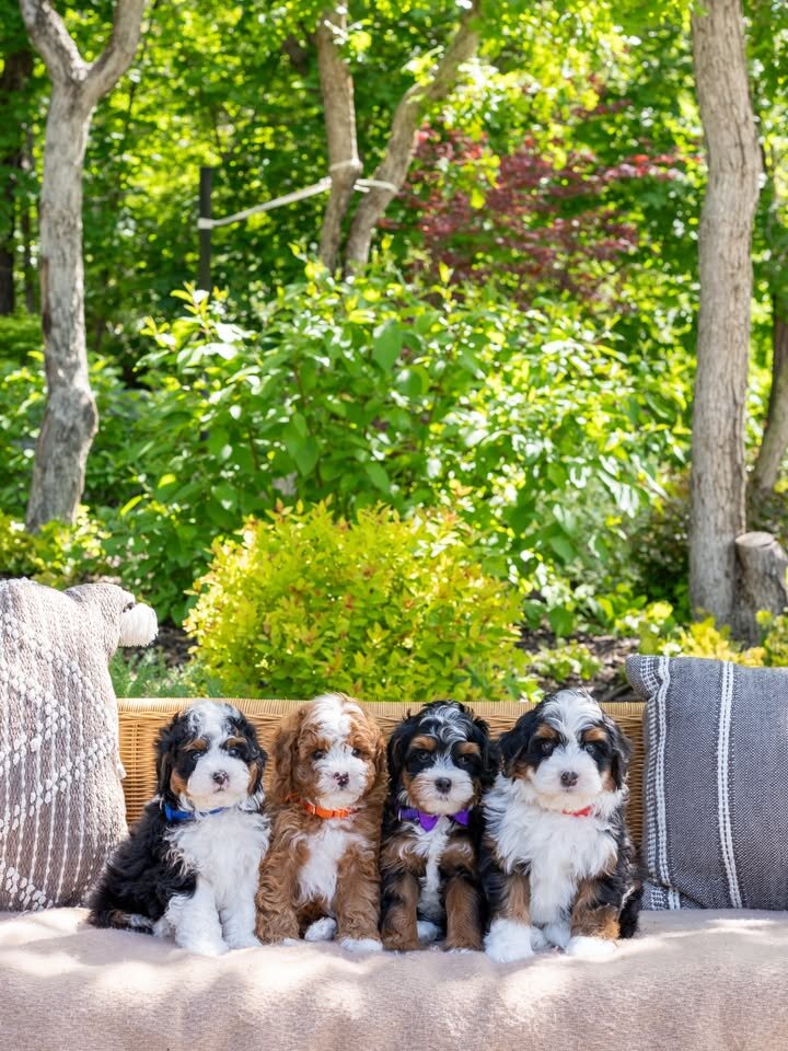 ✨ Mini Bernedoodle Puppies Ready for Loving Homes image 1