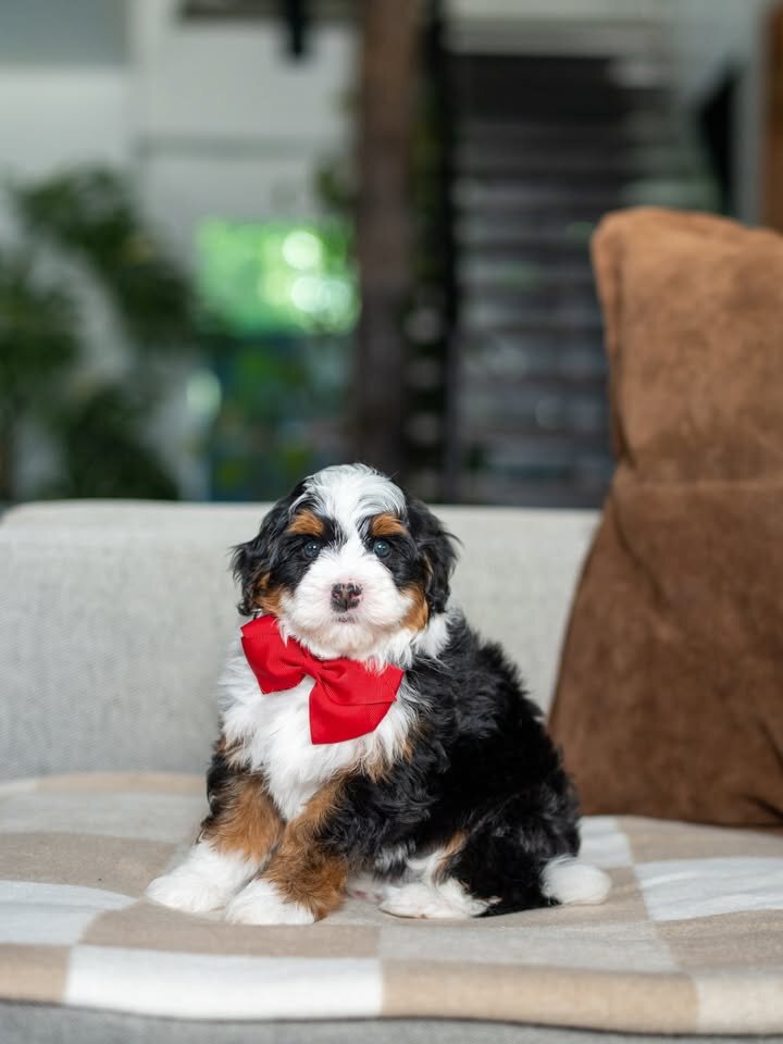 ✨ Mini Bernedoodle Puppies Ready for Loving Homes image 2