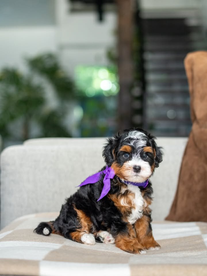 ✨ Mini Bernedoodle Puppies Ready for Loving Homes image 3