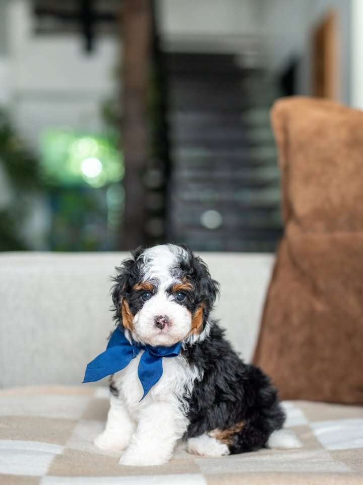 ✨ Mini Bernedoodle Puppies Ready for Loving Homes image 4