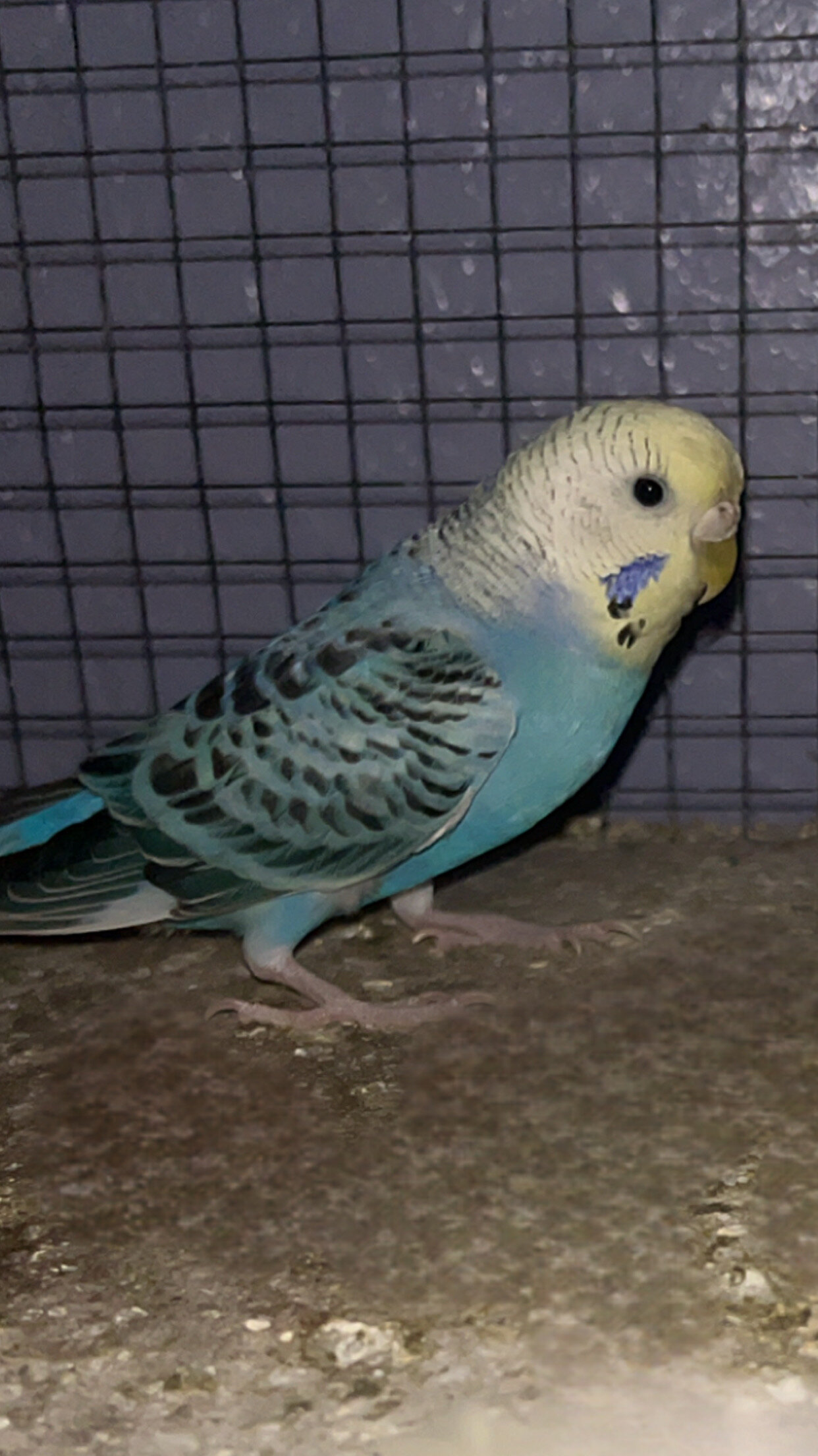 Blue, white, and yellow, black spotted parakeet image 1